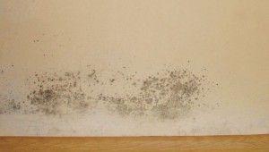 Cum se elimină ciupercile de mucegai de pe pereți?
